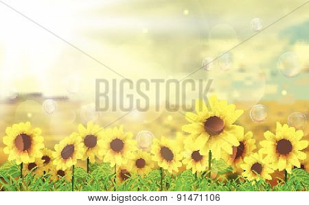 Summer sun over the sunflower field