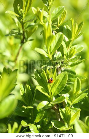 Beautiful spring leaves, close up
