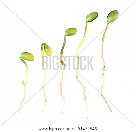 Green bean seedlings isolated on white