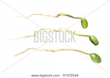 Green bean seedlings isolated on white