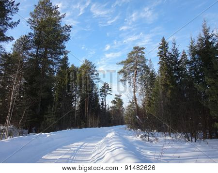 Road in the forest in winter sunny day