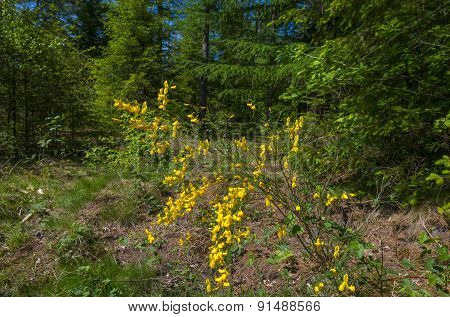 Yellow flowers in a sunny forest in spring