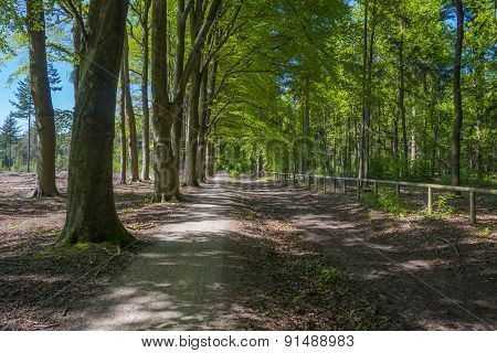Footpath through a forest in sunlight in spring