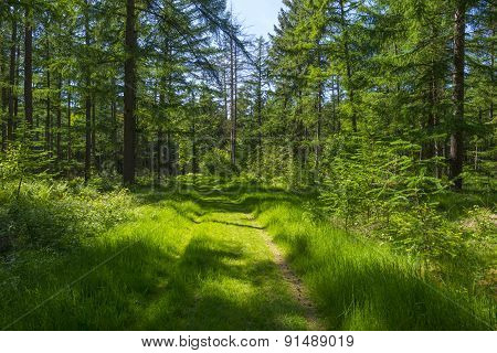 Footpath through a forest in sunlight in spring