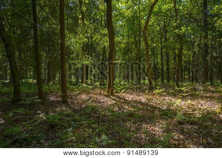 Footpath through a forest in sunlight in spring