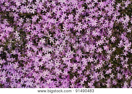 Creeping Phlox