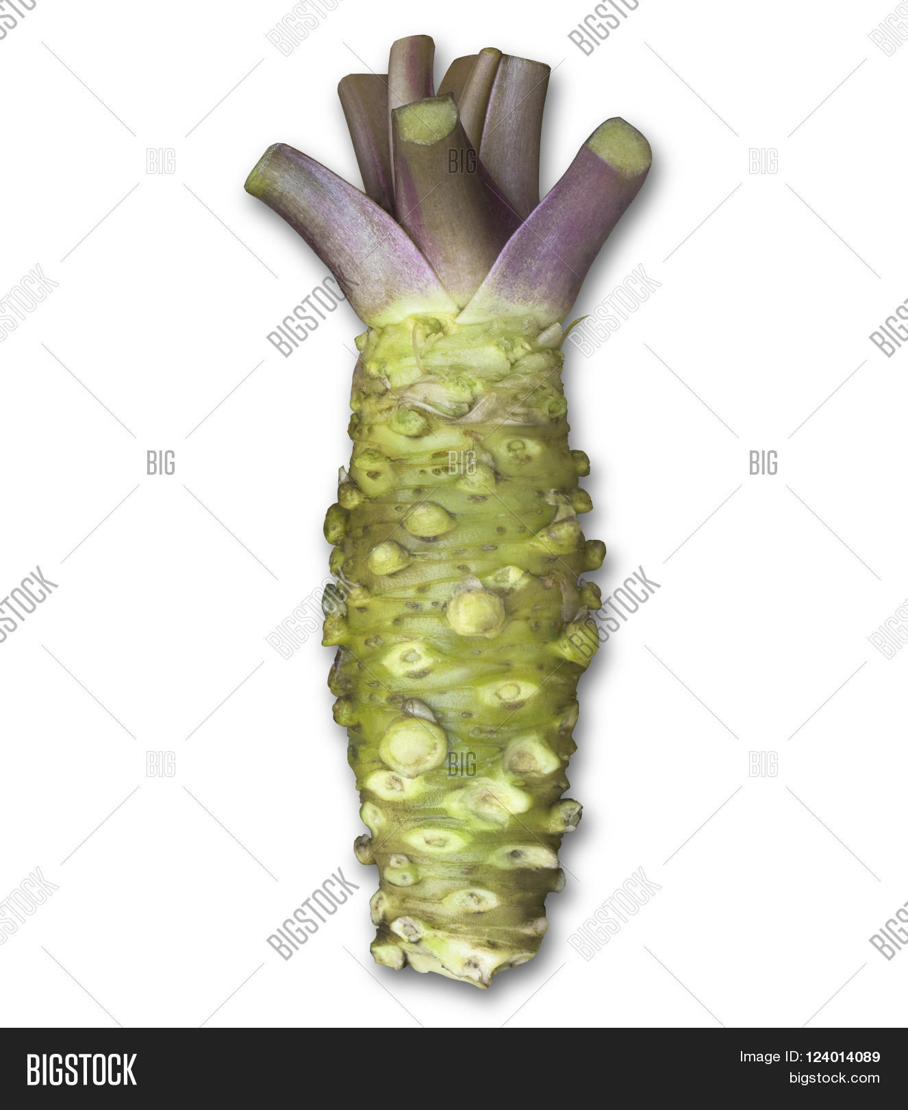 Fresh Wasabi Root Raw Image & Photo (Free Trial) Bigstock