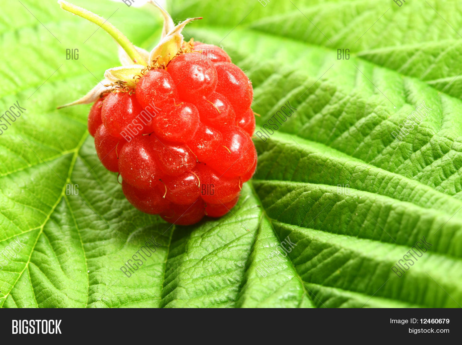 Raspberry Green Image & Photo (Free Trial) Bigstock