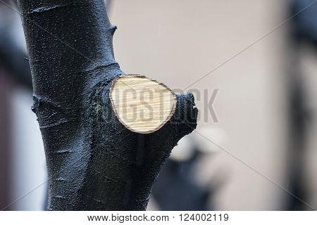 Celtis Australis tree with cut branch in Milan (Lombardy Italy) at winter