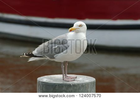 Seagull standing on a metal pole with a boat in the background