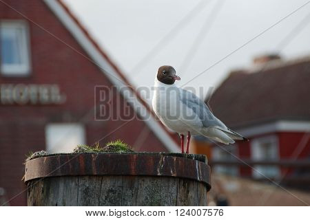 Seagull standing on a wooden pole blurred red houses in the background