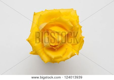Close up of a single bright yellow rose in a small jar of water