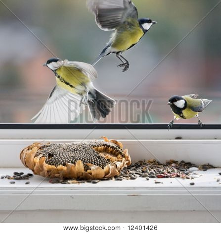 tomtits in azione