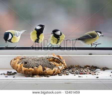 tomtits in attacco