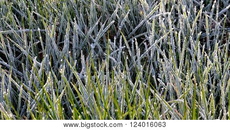 Picture of Morning frost on a grass
