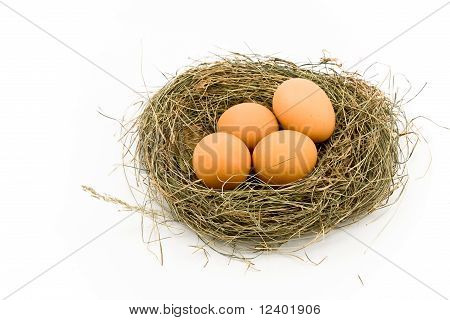 Eier im Nest