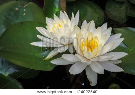 Twin Lotus White  with a green leaves.
** Note: Soft Focus at 100%, best at smaller sizes