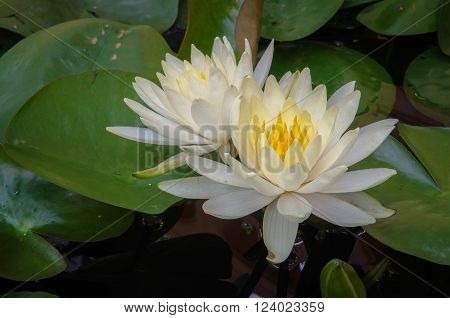 Twin Lotus White  with a green leaves.