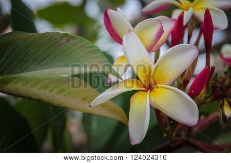 Plumeria on tree , aroma (select focus)