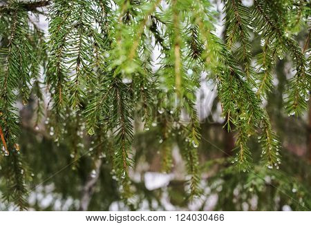 Fir-tree branches covered with drops of rain