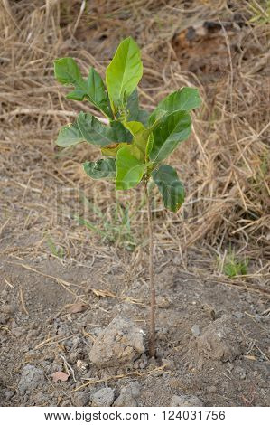 fresh green Sandoricum koetjape plants in nature garden