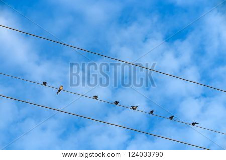 Blue sky with bird and white cloud background in the morning