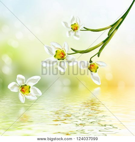 spring landscape. flowers snowdrops. Delicate spring flower