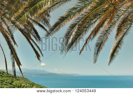 palm leaves on blue sky background above sea