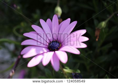 Beautiful Osteospermum Purple Flower Macro Close up