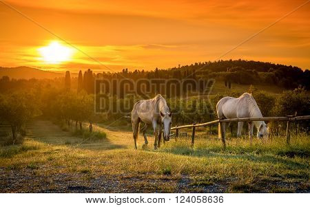 Wild Horses And Tuscan Sunrise