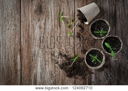 Planting young tomato seedlings in peat pots on wooden background. Agriculture garden homegrown food vegetables self-sufficient home sustainable household concept. Copy space