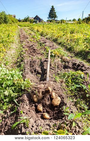 Digging potatoes with shovel on the field from soil. Potatoes harvesting in autumn