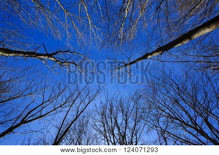 Looking up to the blue sky on a cold day through beeches which have lost their leaves