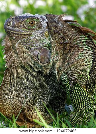 Extreme closeup of a molting Green Iguana in the grass displaying orange neck dewlap