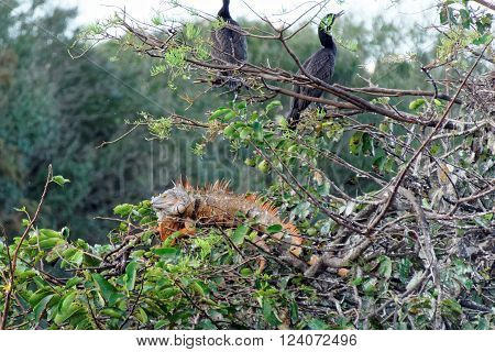 Male Green Iguana with orange breeding color in tree with pair of Double-crested Cormorant birds