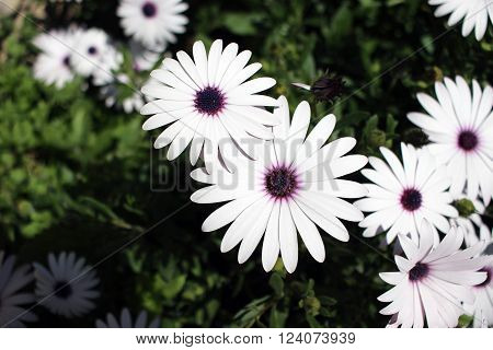 Beautiful White Flowers : Osteospermum White Flower Macro (Close-up)