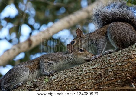 Courting Squirrels Up on a Tree Branch