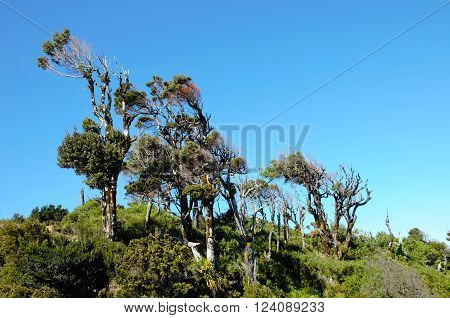 Weird looking trees on the Muelle de las Almas Trek