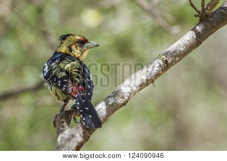 Specie Trachyphonus vaillantii family of Ramphastidae, crested barbet on a branch in South Africa