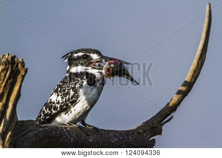 Specie Ceryle rudis family of Alcedinidae, pied kingfisher eating a fish in Kruger park, South Africa