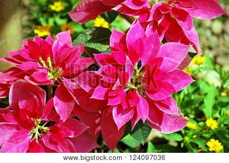 Beautiful red christmas flower poinsettia used as traditional Christmas decorations