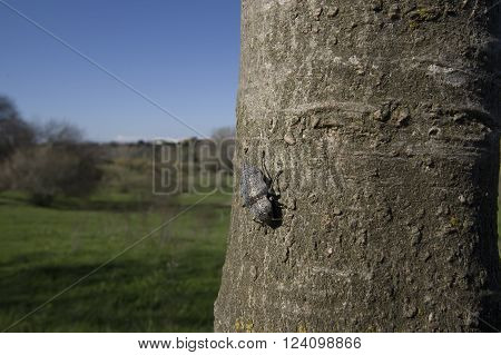 Beautiful metallic blue beetle Beetle Agelastica in outdoor shoot