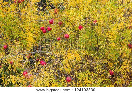 Pomegranate fruits on tree in autumn garden Cyprus