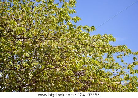 close up fresh green muntingia calabura leaves