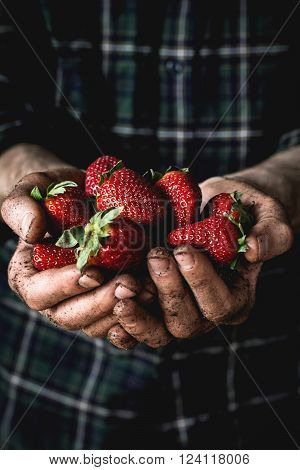 Man in shirt holding fresh organic strawberries collected in garden. His hands are in soil