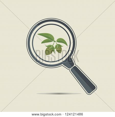 Jojoba under a magnifiyng glass. Botanical research conceptual icon.