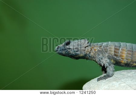 Armadillo Gürtel lizard