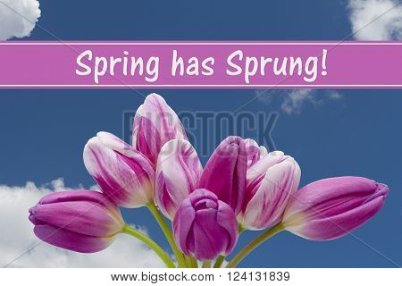 Spring has Sprung Message, Some tulips with blue sky and text Spring has Sprung