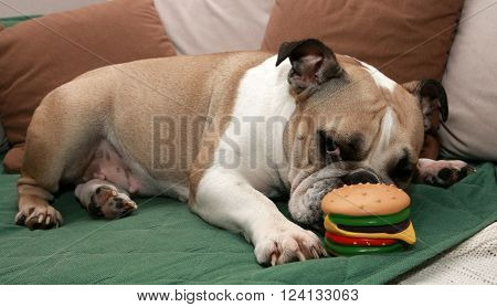 English Bulldog play with a sandwich toy