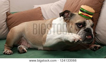 English Bulldog play with a sandwich toy